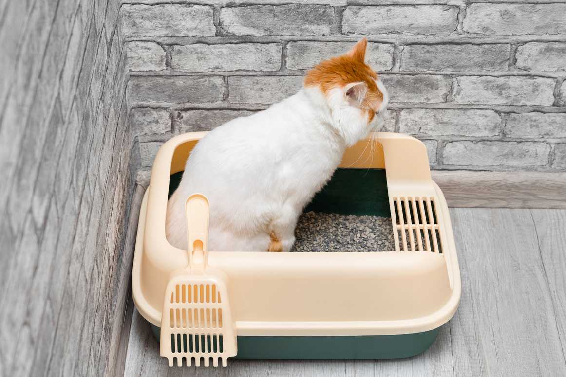 automatic litter boxes
