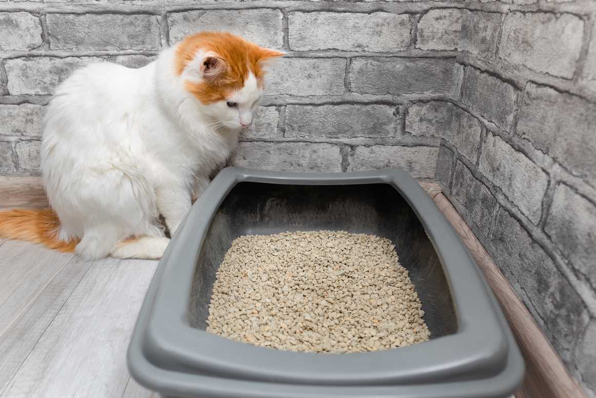 where to put cat litter box